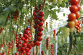 Cherrytomaat rood