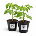 Plantenbundel