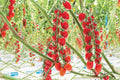 Snacktomaat rood